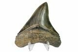 Serrated, Fossil Megalodon Tooth - Excellent Tip #149378-2